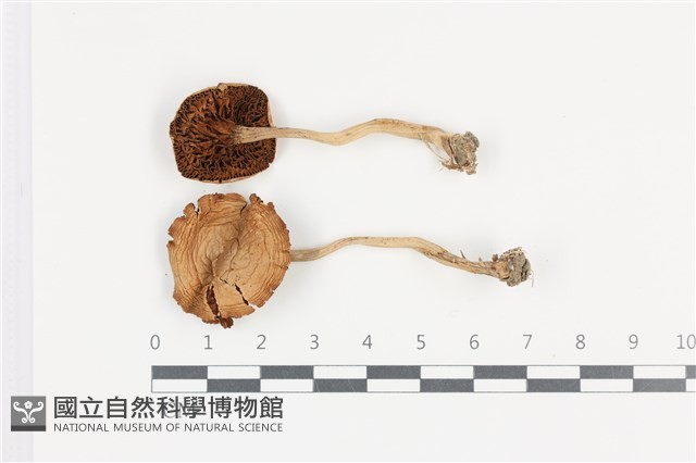 登錄號:F0036473藏品圖，第1張