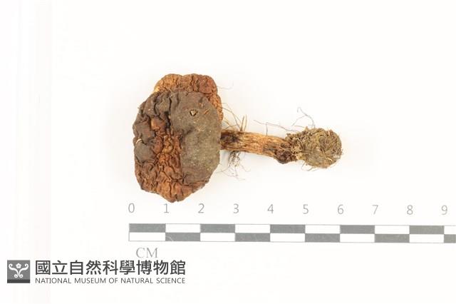 登錄號:F0037473藏品圖，第1張