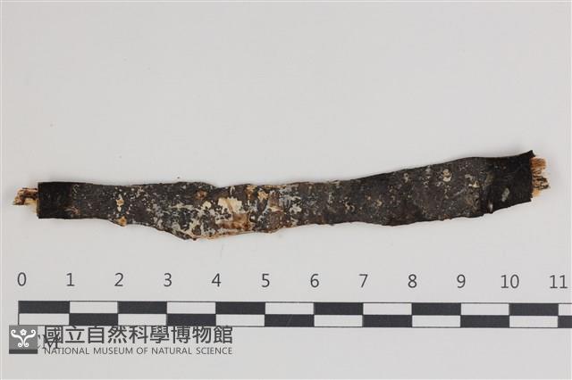 絲皮菌屬藏品圖，第1張