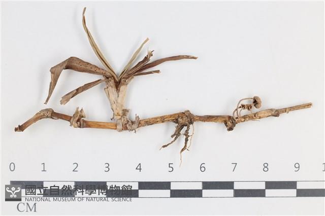 登錄號:F0038773藏品圖，第1張