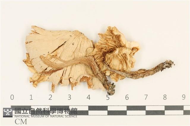 登錄號:F0036773藏品圖，第1張