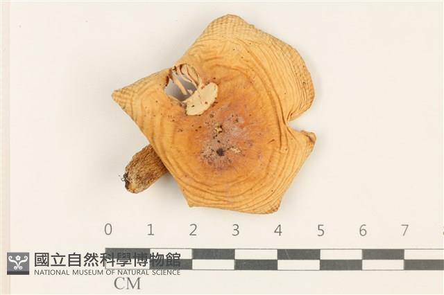 紅菇屬藏品圖，第1張
