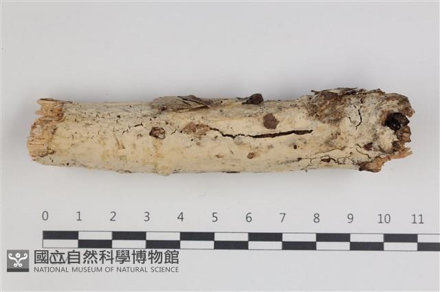 登錄號:F0035773藏品圖，第1張