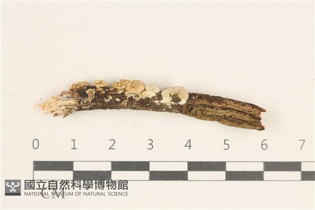 登錄號:F0038573藏品圖，第1張