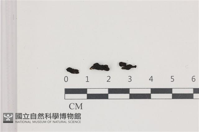 登錄號:F0036573藏品圖，第1張