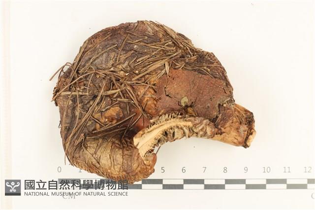 登錄號:F0037573藏品圖，第1張
