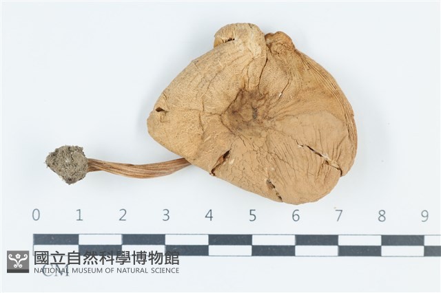 登錄號:F0039573藏品圖，第1張
