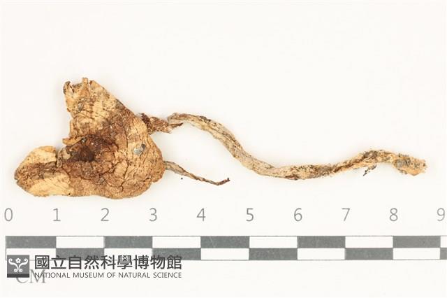 登錄號:F0038173藏品圖，第1張