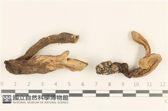 登錄號:F0037173藏品圖，第1張