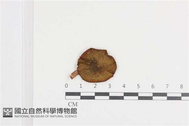 登錄號:F0036073藏品圖，第1張