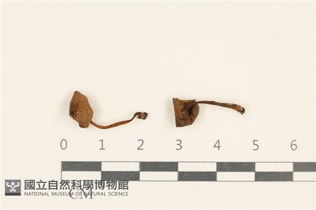 小菇屬藏品圖，第1張