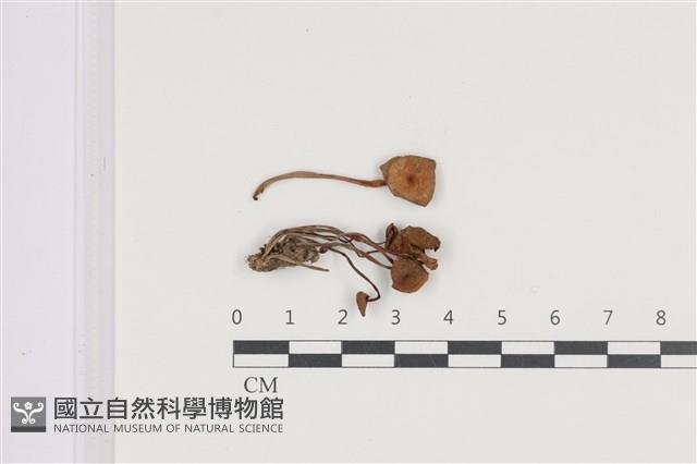登錄號:F0036373藏品圖，第1張