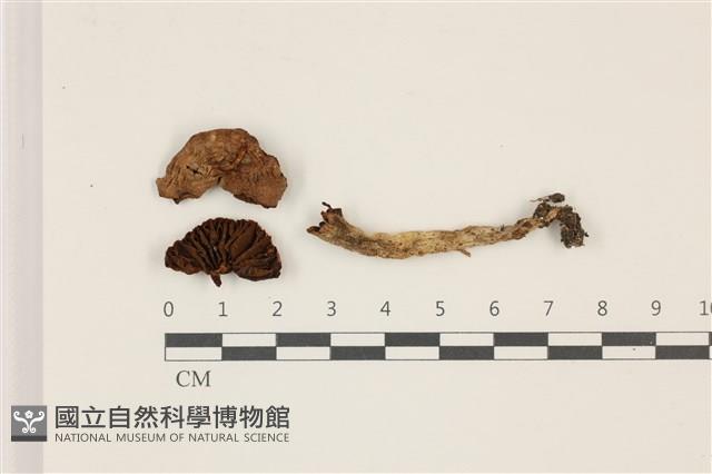 登錄號:F0037373藏品圖，第1張