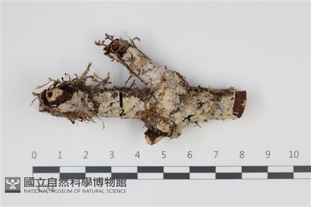 登錄號:F0035373藏品圖，第1張