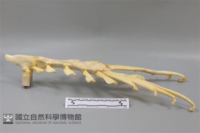 豬骨藏品圖，第1張