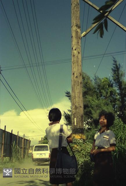 1950至2006年臺灣常民生活藏品圖，第1張