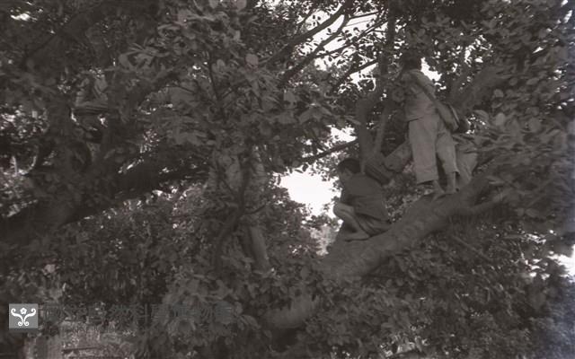 1950至2006年臺灣常民生活藏品圖，第1張