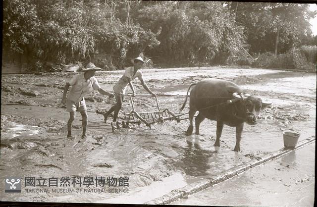 1950至2006年臺灣常民生活藏品圖，第1張