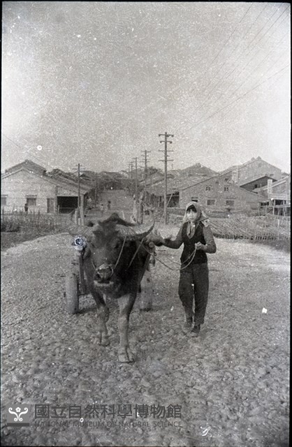 1950至2006年臺灣常民生活藏品圖，第1張