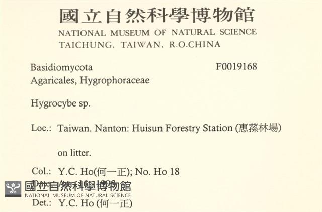 濕傘屬藏品圖，第2張