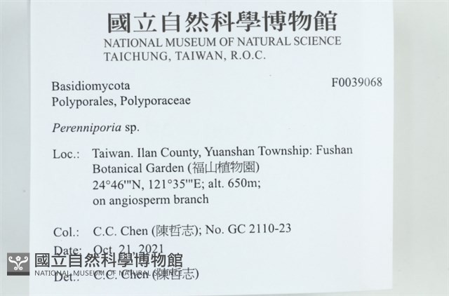 多年臥孔菌屬藏品圖，第2張