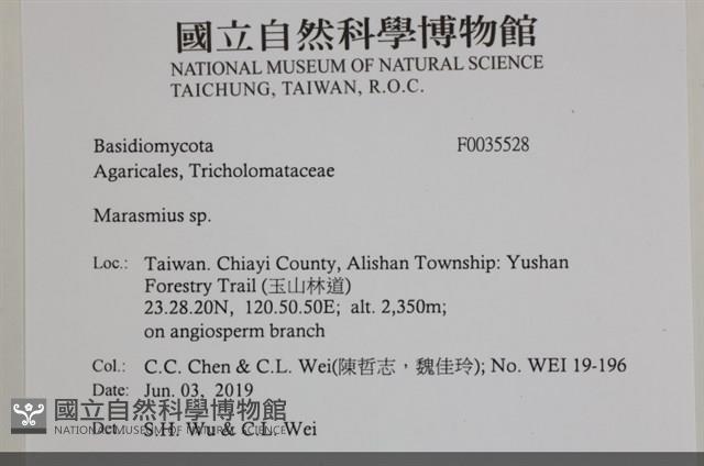 小皮傘屬藏品圖，第2張