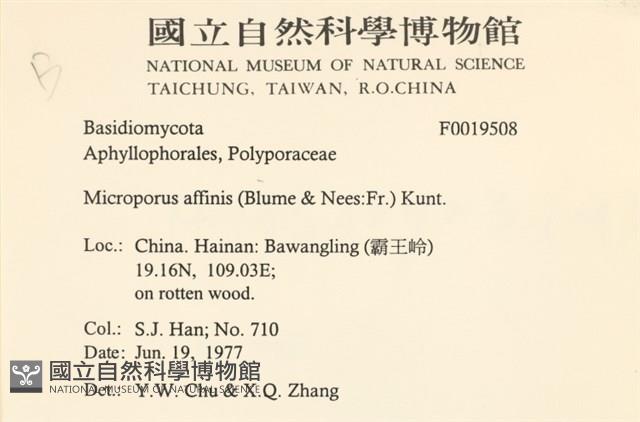 相鄰小孔菌藏品圖，第2張