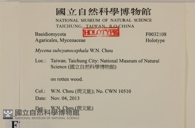 近藍蓋小菇藏品圖，第3張