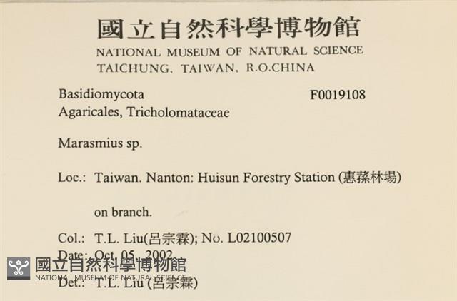 小皮傘屬藏品圖，第2張