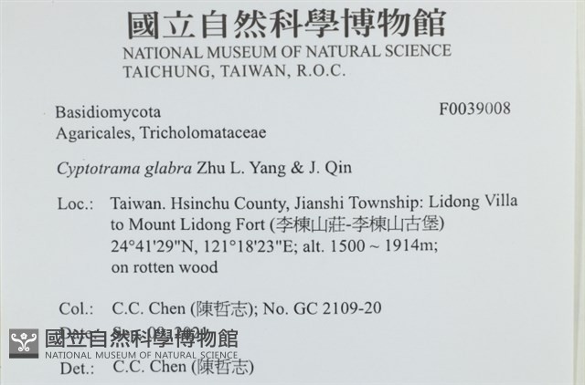 無毛鱗蓋傘藏品圖，第2張
