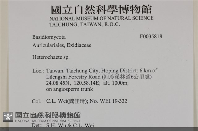刺皮菌屬藏品圖，第2張