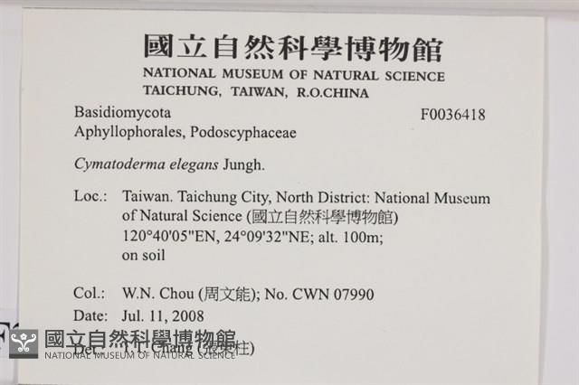 優雅波邊革菌藏品圖，第2張