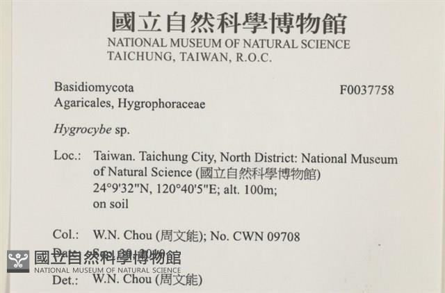 濕傘屬藏品圖，第2張