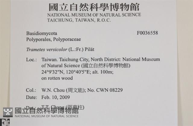 雲芝藏品圖，第2張