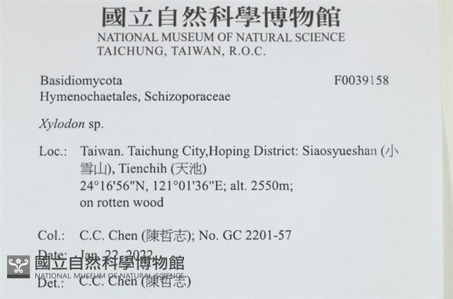 木齒菌屬藏品圖，第2張