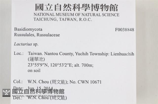 乳菇屬藏品圖，第2張