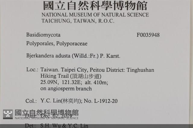 煙管菌藏品圖，第2張
