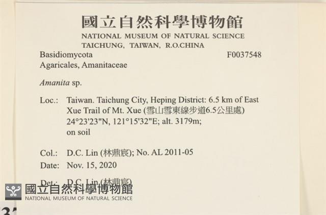 鵝膏屬藏品圖，第2張