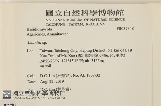 鵝膏屬藏品圖，第2張