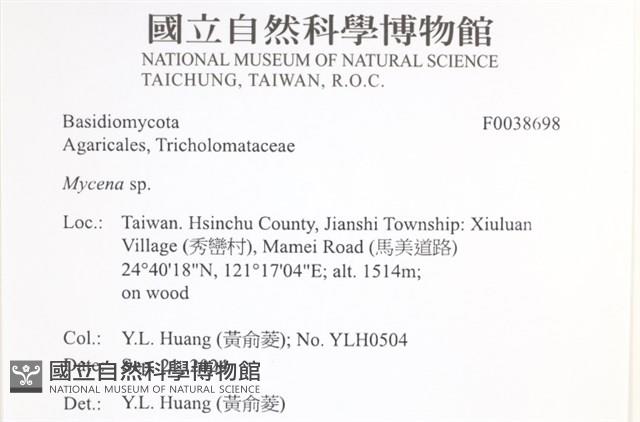 小菇屬藏品圖，第2張