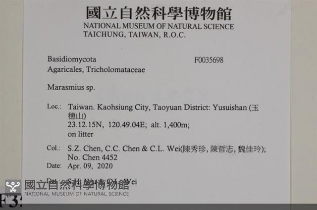 小皮傘屬藏品圖，第2張