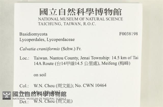 頭狀禿馬勃藏品圖，第2張