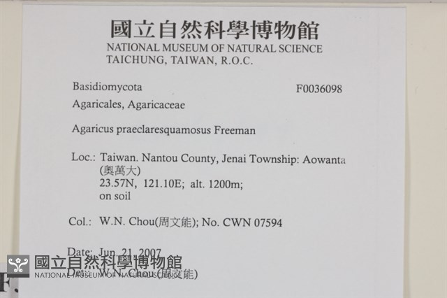 細鱗蘑菇藏品圖，第2張
