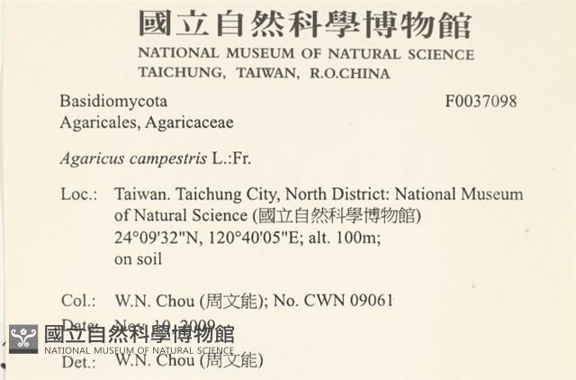 四孢蘑菇藏品圖，第2張