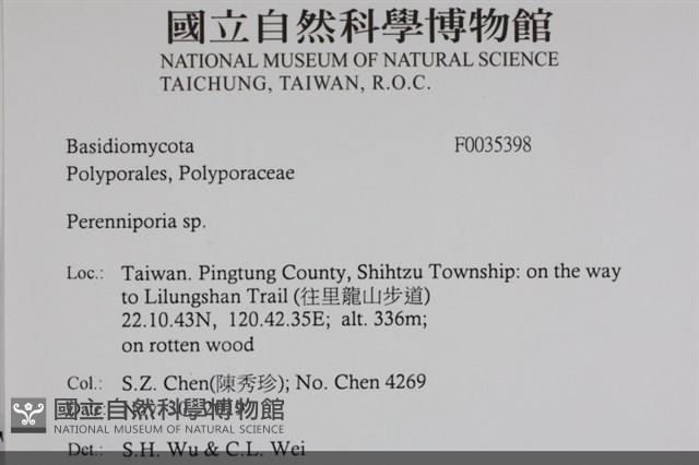 多年臥孔菌屬藏品圖，第2張