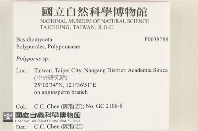多孔菌屬藏品圖，第2張