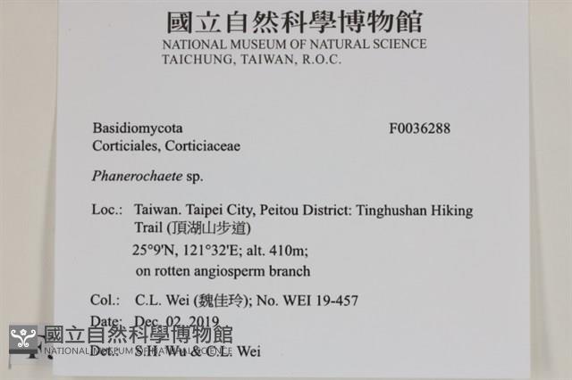 顯絲菌屬藏品圖，第2張
