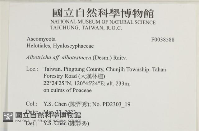 傘菌屬藏品圖，第4張