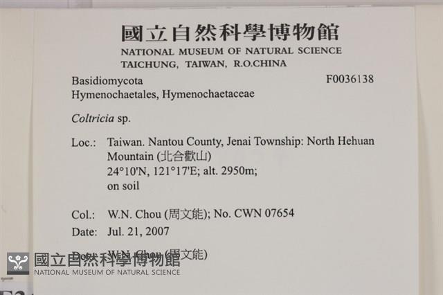 集毛菌屬藏品圖，第2張