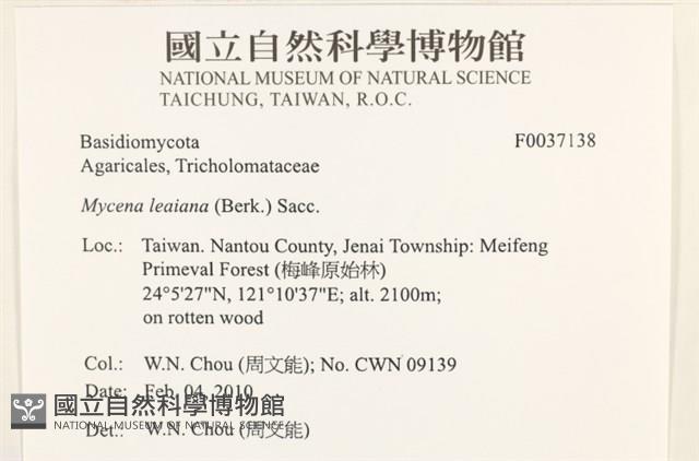利氏小菇藏品圖，第2張